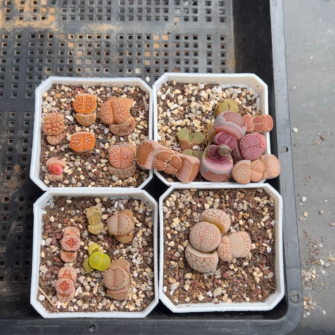 C****g0507号20颗➕俩包生石花土➕肉锥土一包