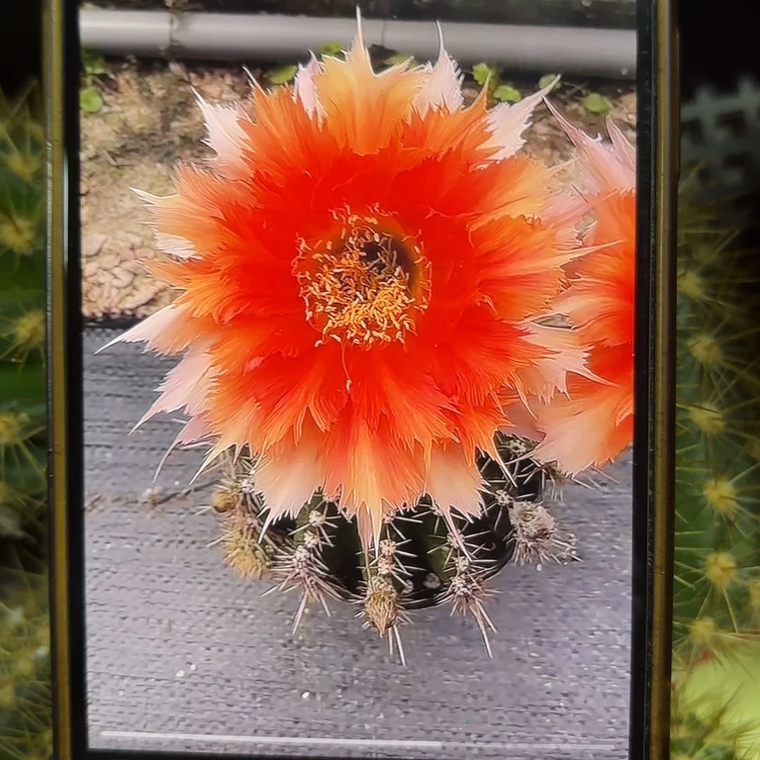 魔羽彩侧牙20包邮仙人球5