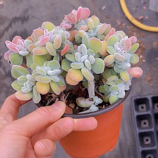 721多肉植物老桩