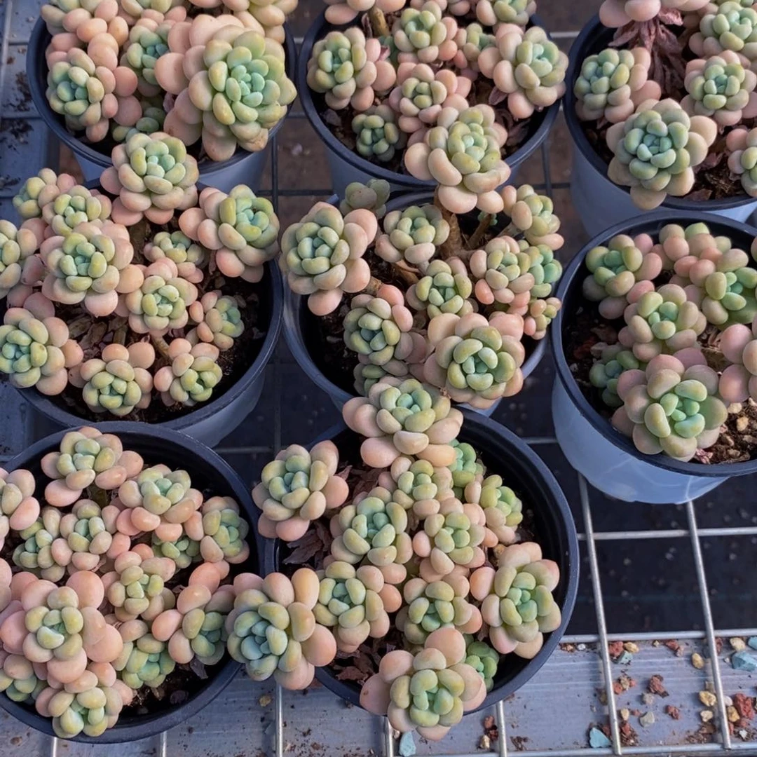 11-精品母本老桩洛可可多头群一个