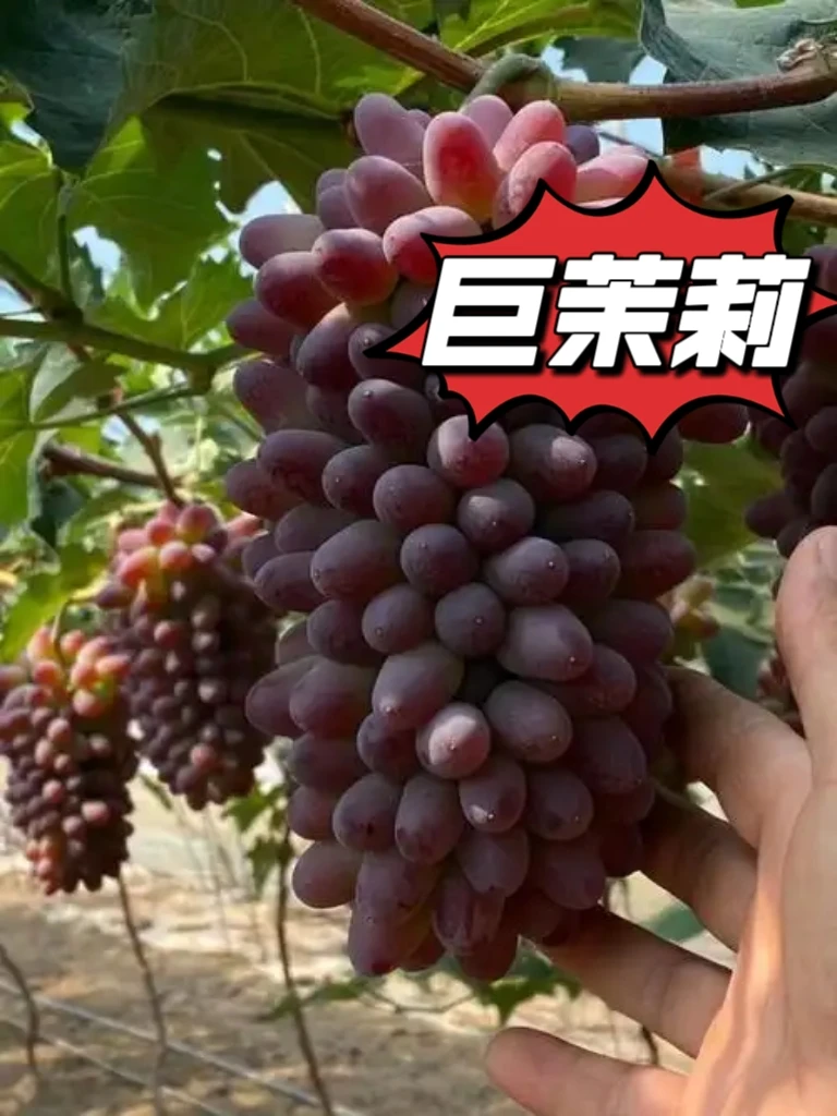 巨茉莉 贝达砧木嫁接