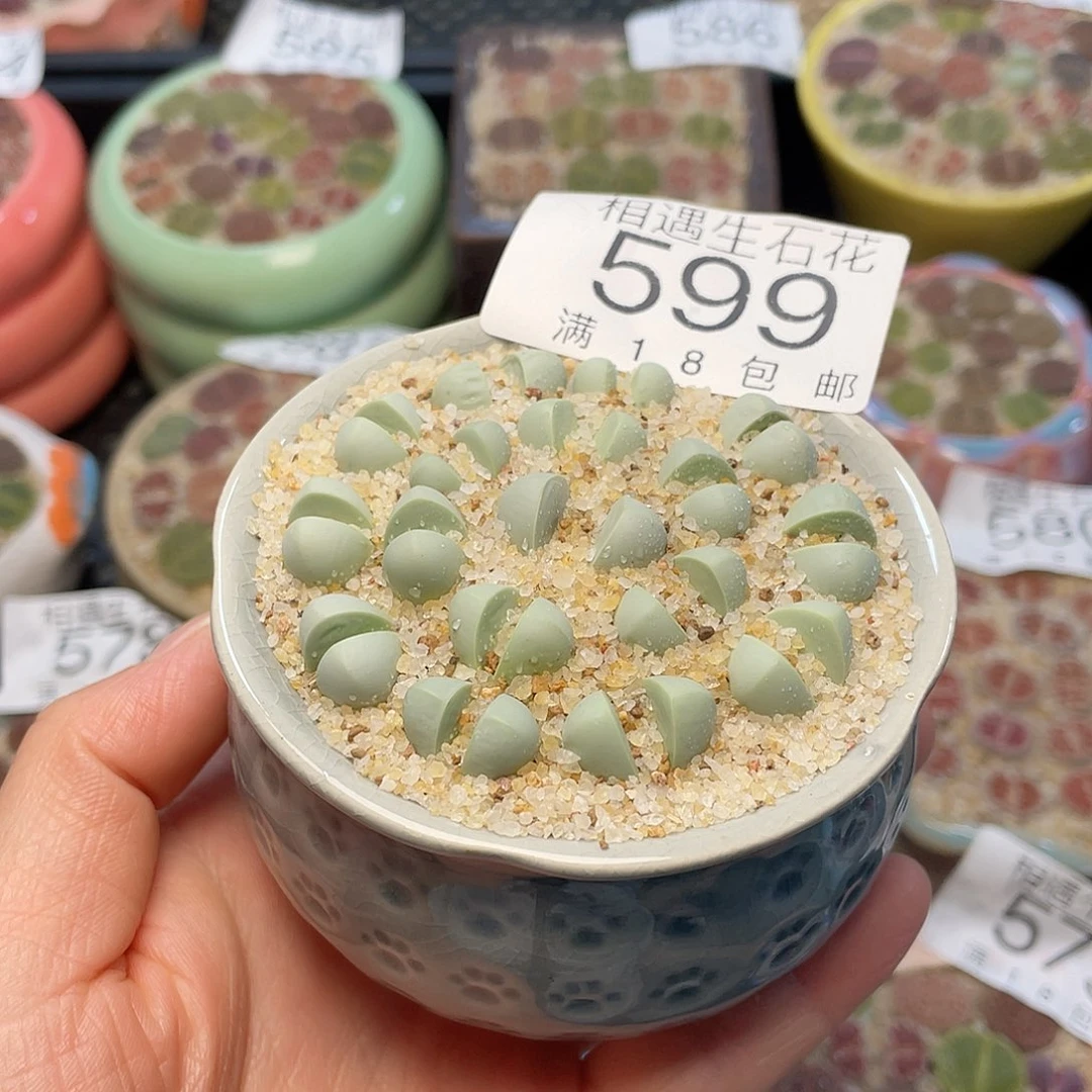 相遇开播福利599