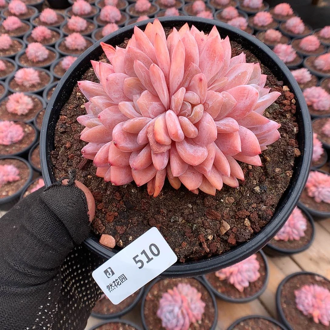 510雪天使多肉植物666