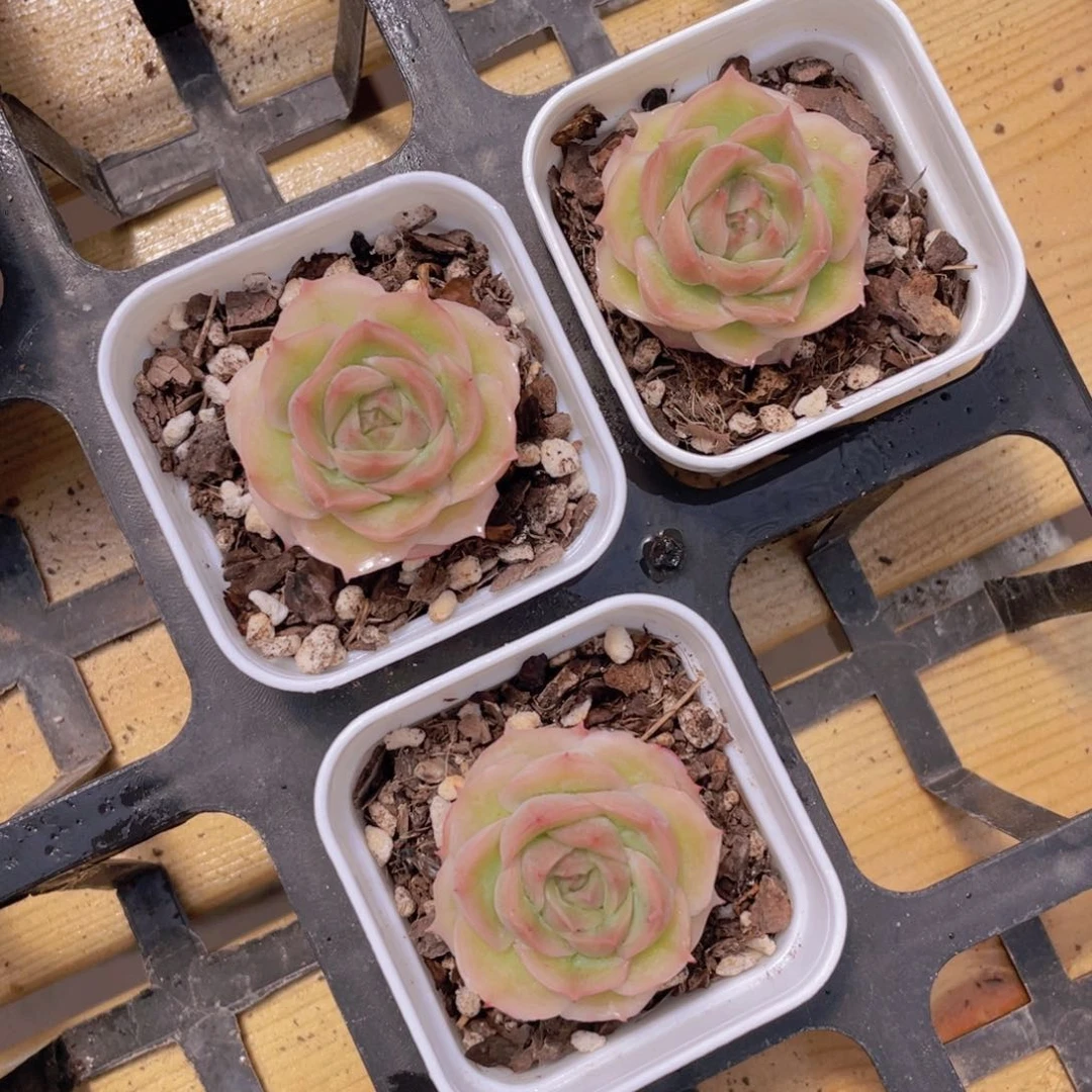 1253号 水晶虾饺单头一个