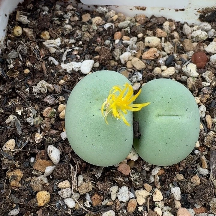 老马生石花双头鸽子蛋1824