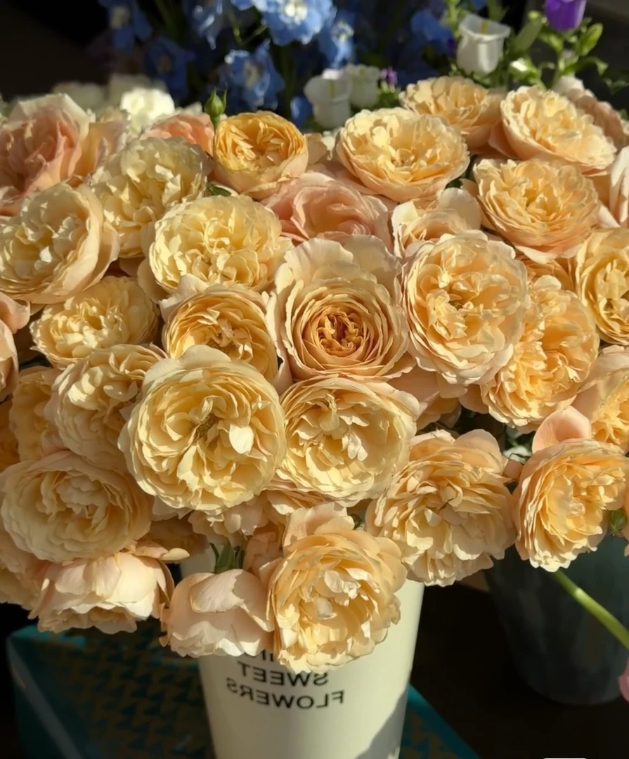 【10枝多头温柔阳台】全场任意两单顺丰冷链包邮，一单需补邮费！