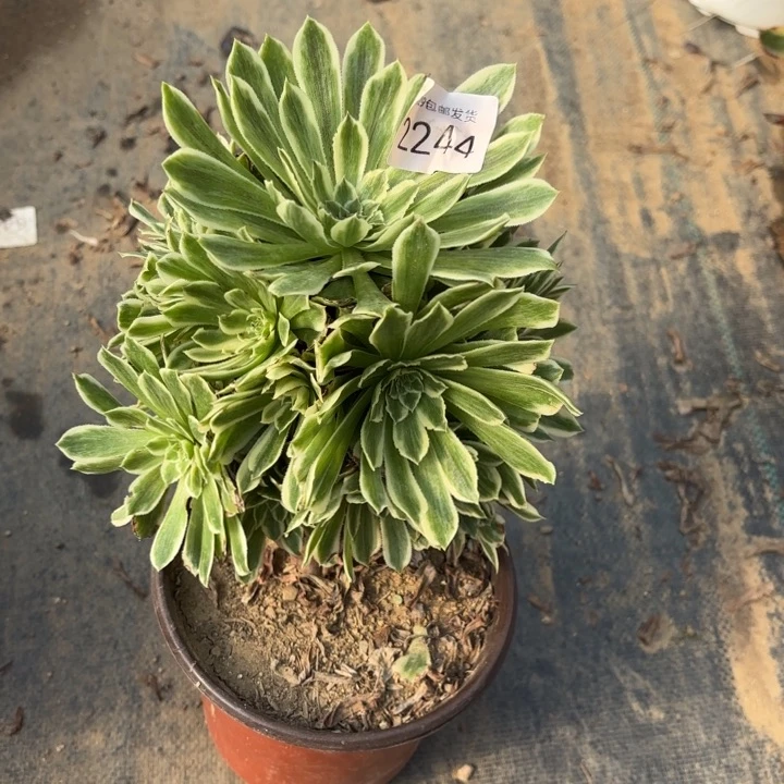 碧浪多肉法师2244