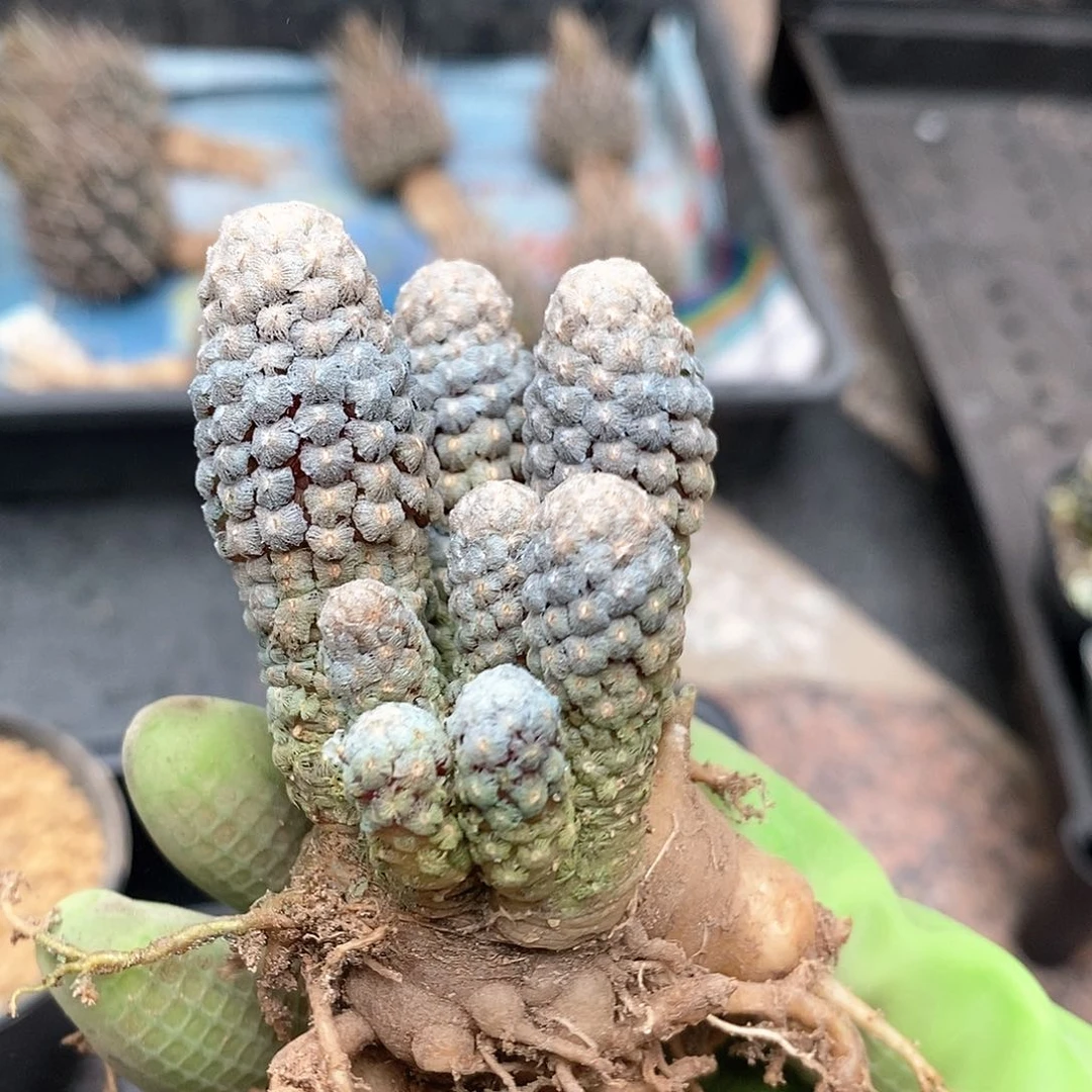 实生黛丝尤群仙人球