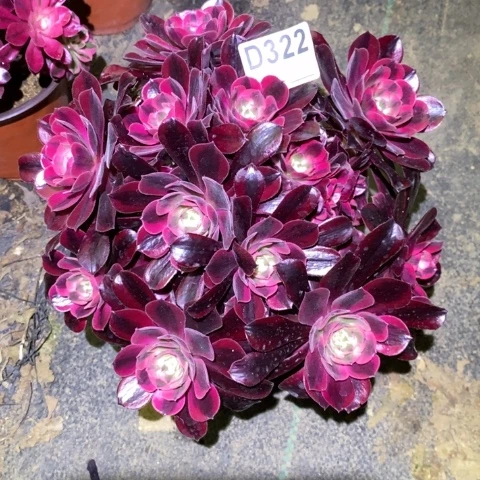 美杜莎多肉植物法师