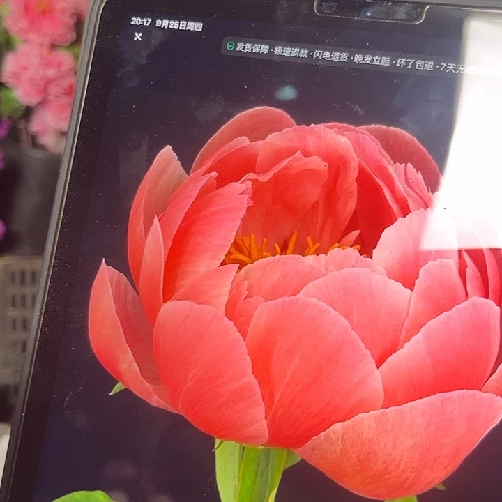 无花朵魅力芍药苗
