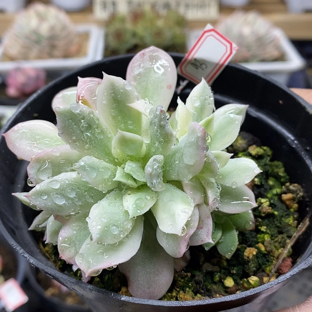 2193 秋宴锦群多肉