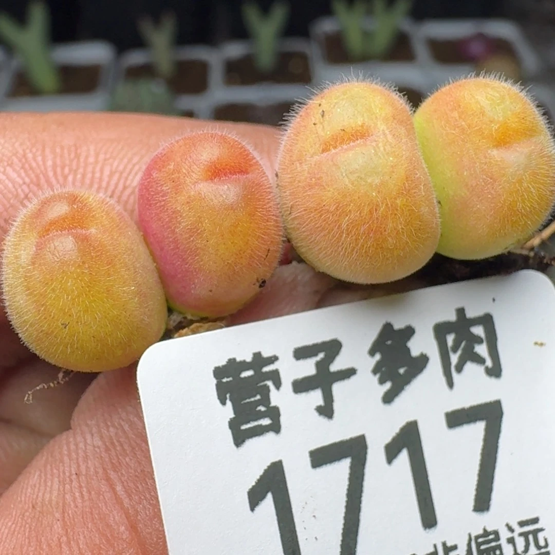 长毛翠两颗双头。