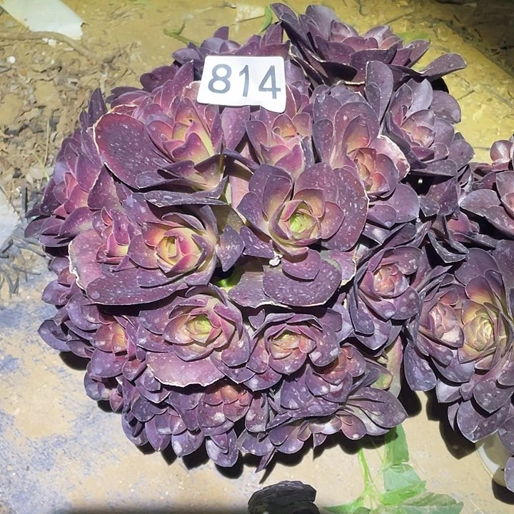 G*M多肉植物法师814美金玫瑰