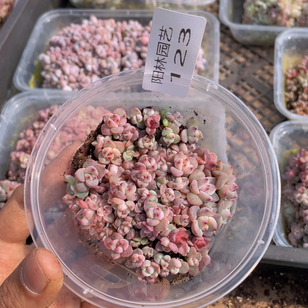 多肉植物多肉植物123