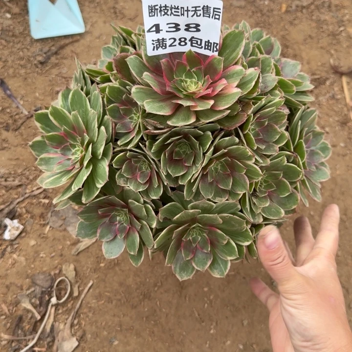 白***人438二号棚莲花座A