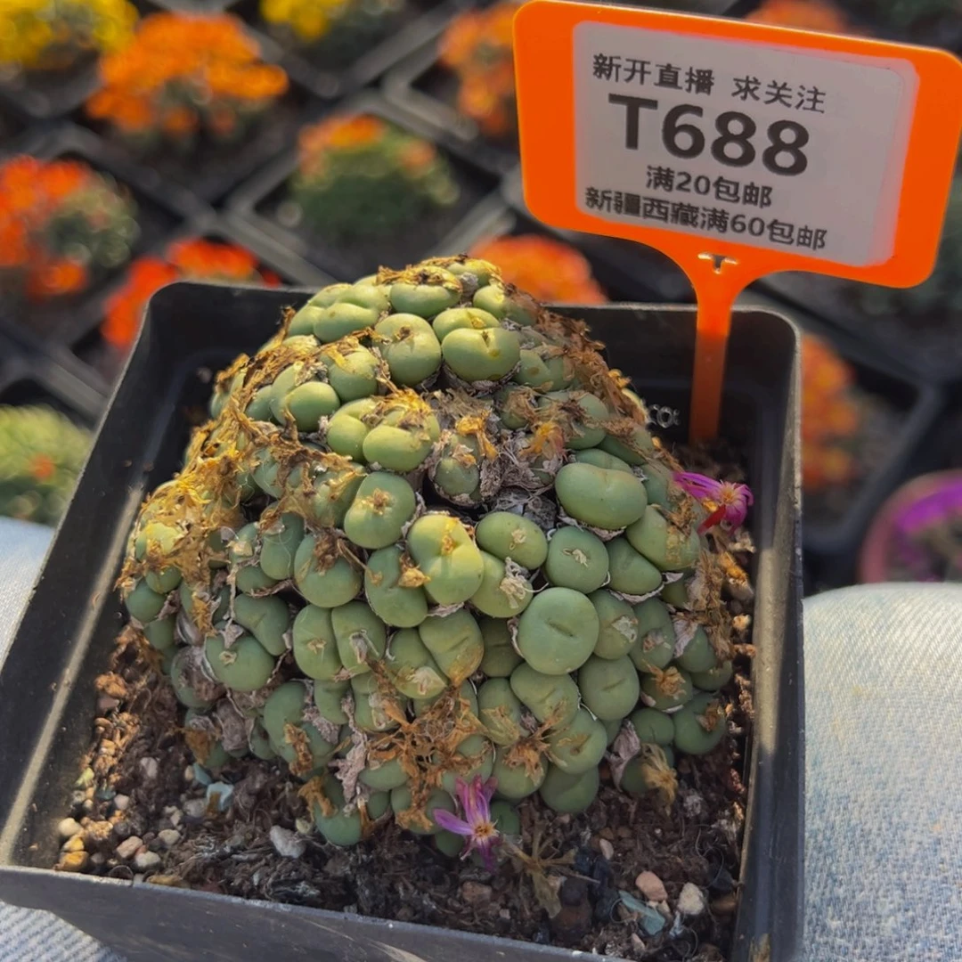 688 一物一拍，默认有伤，介意勿拍，不退不换