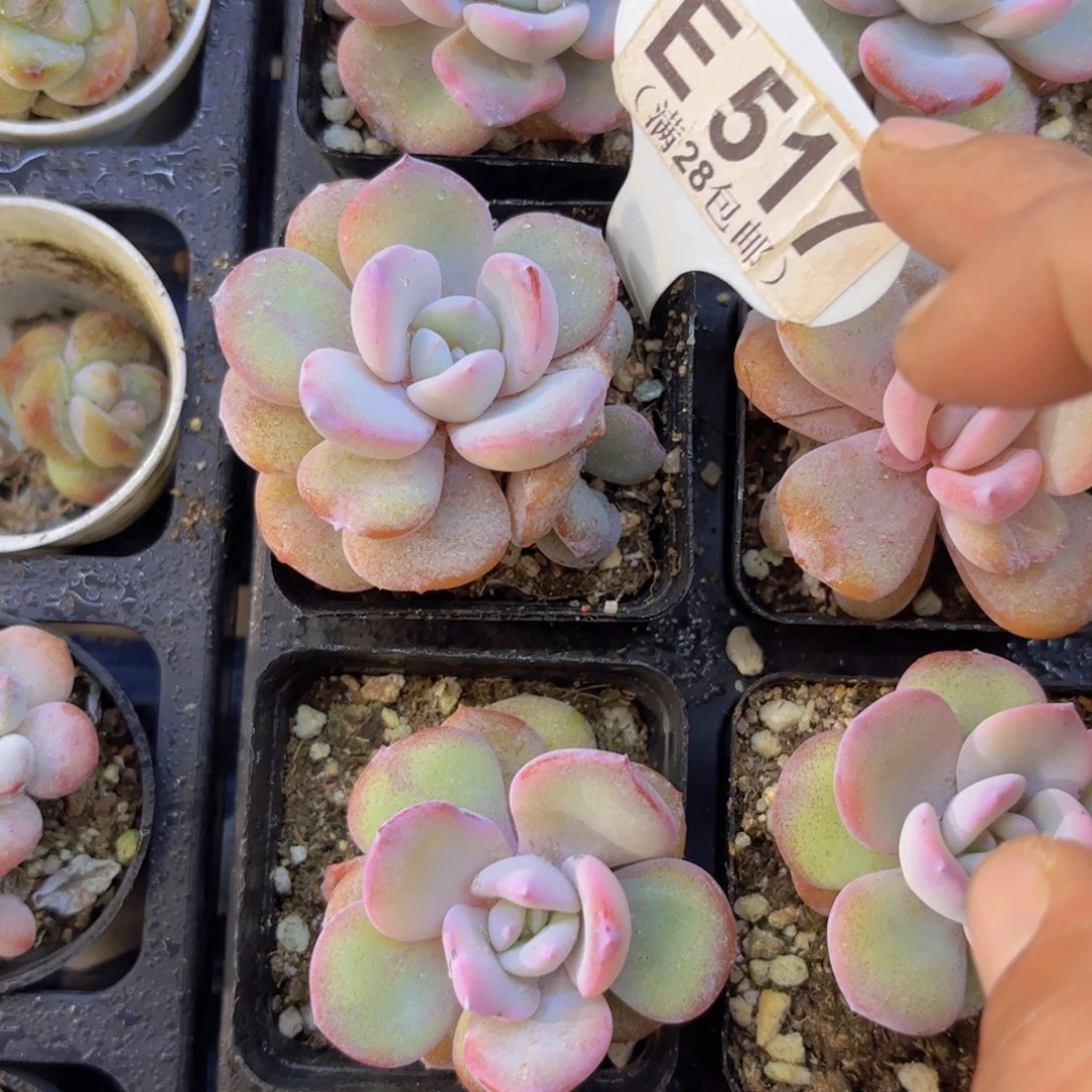 E517奶茶一物一拍