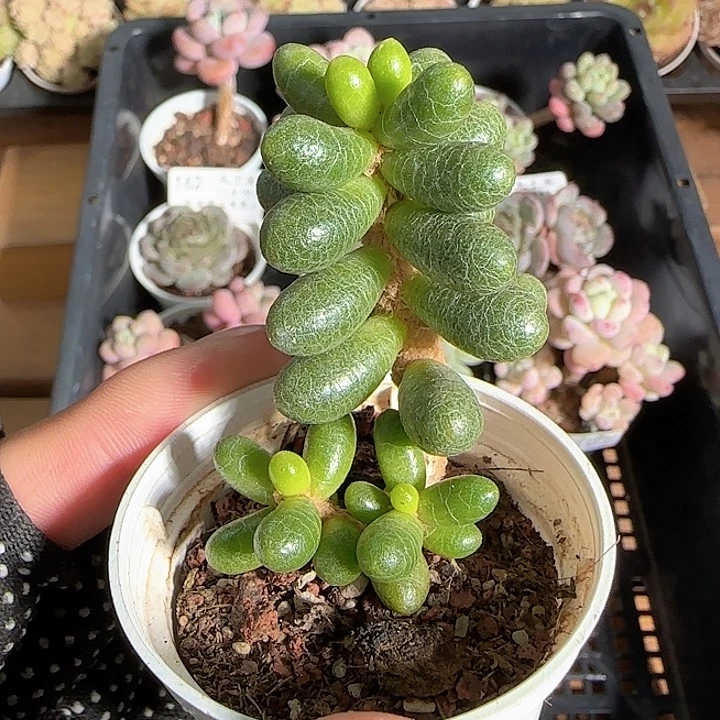 1119-----169绿龟之卵