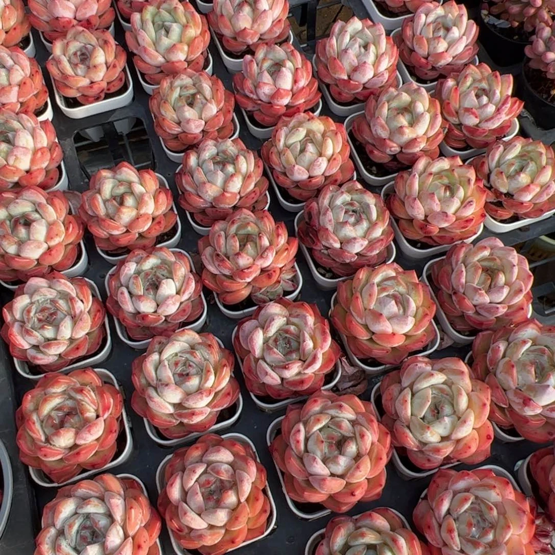 新疆包邮 草莓杏仁