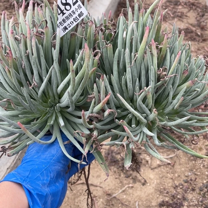 482号爱杜丽丝多肉