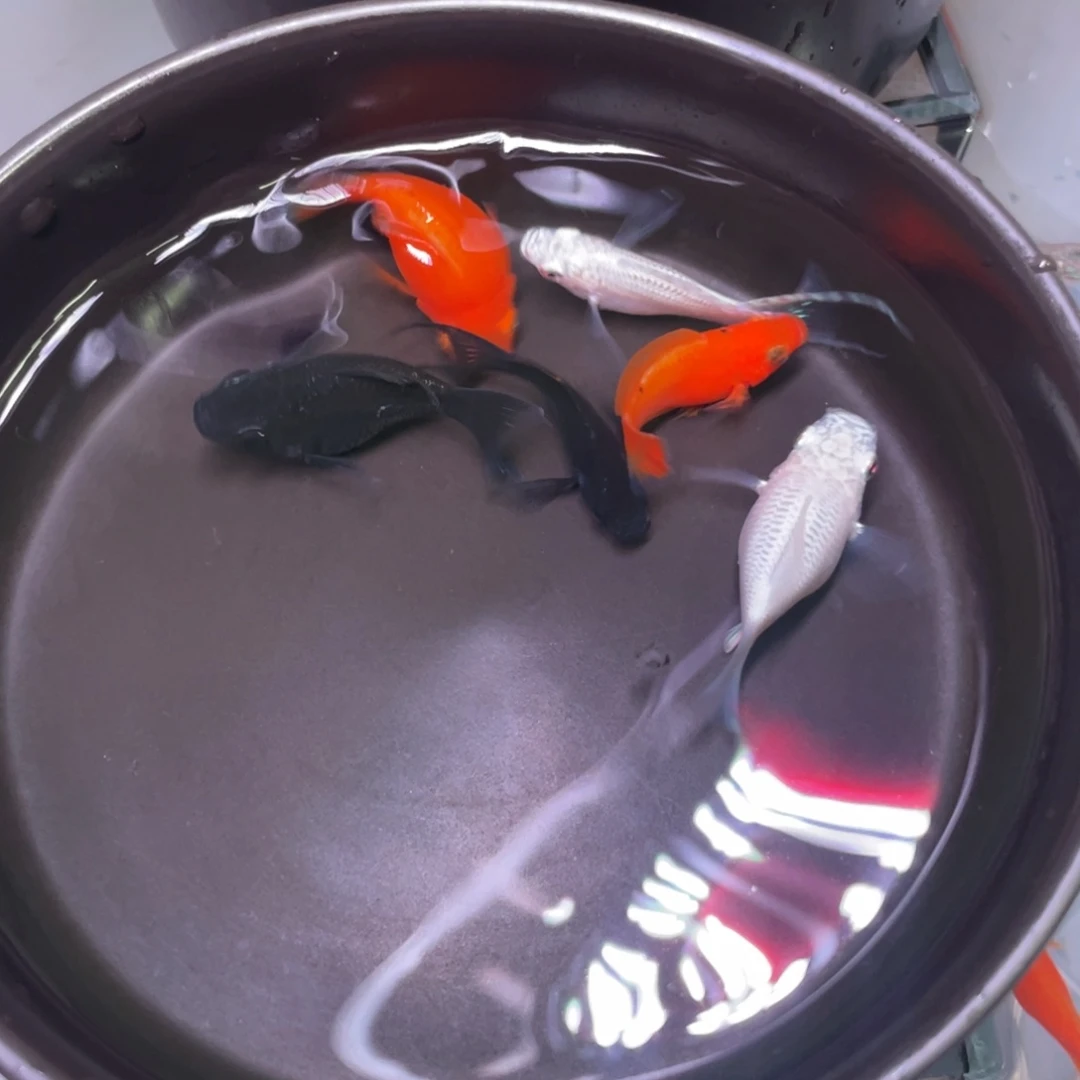 海水鱼金银黑 种鱼 5➕1备损