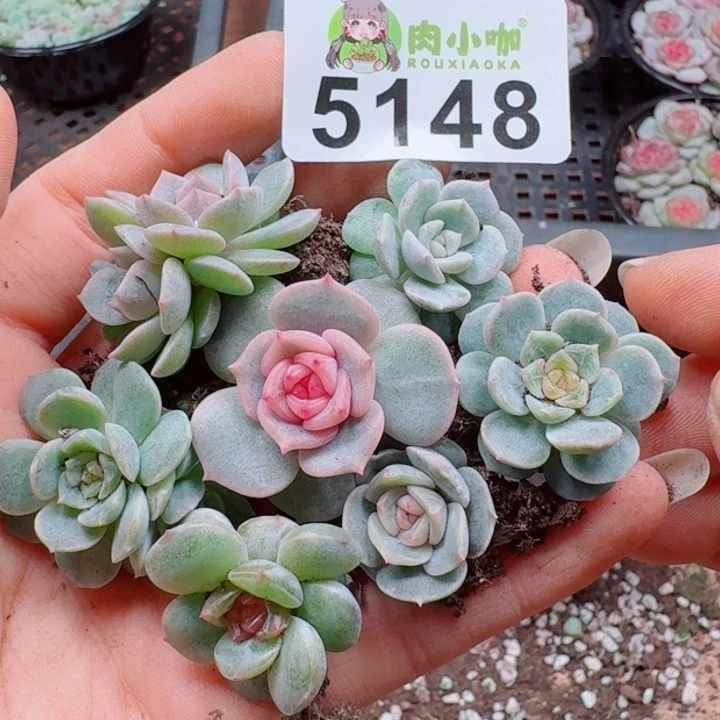 多肉植物多肉植物