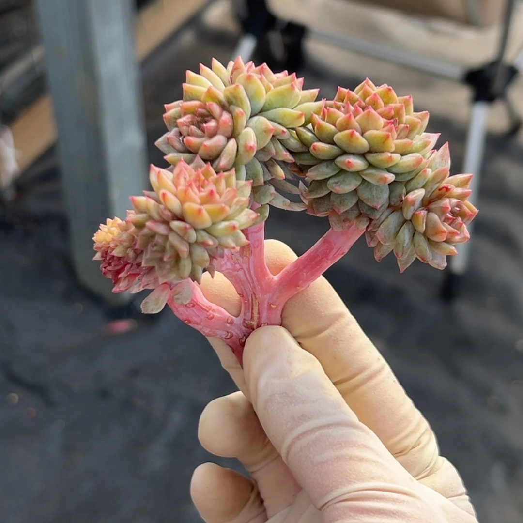 安***心新年快乐 新年快乐 新年快乐