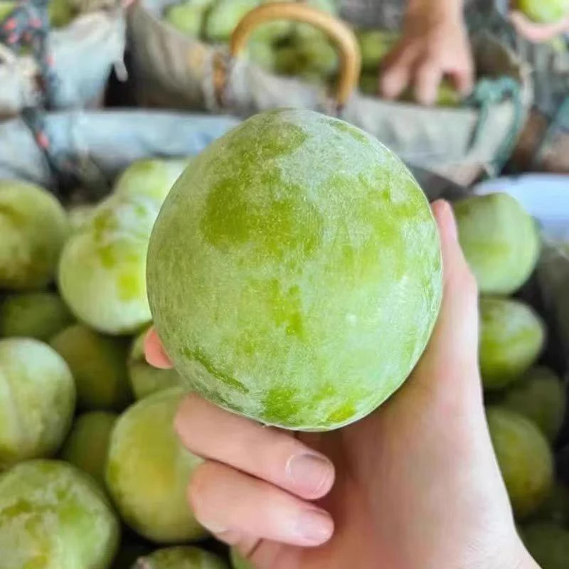 正宗脆甜奈李新鲜水果当季水果set 6 bich trang tron thap cam