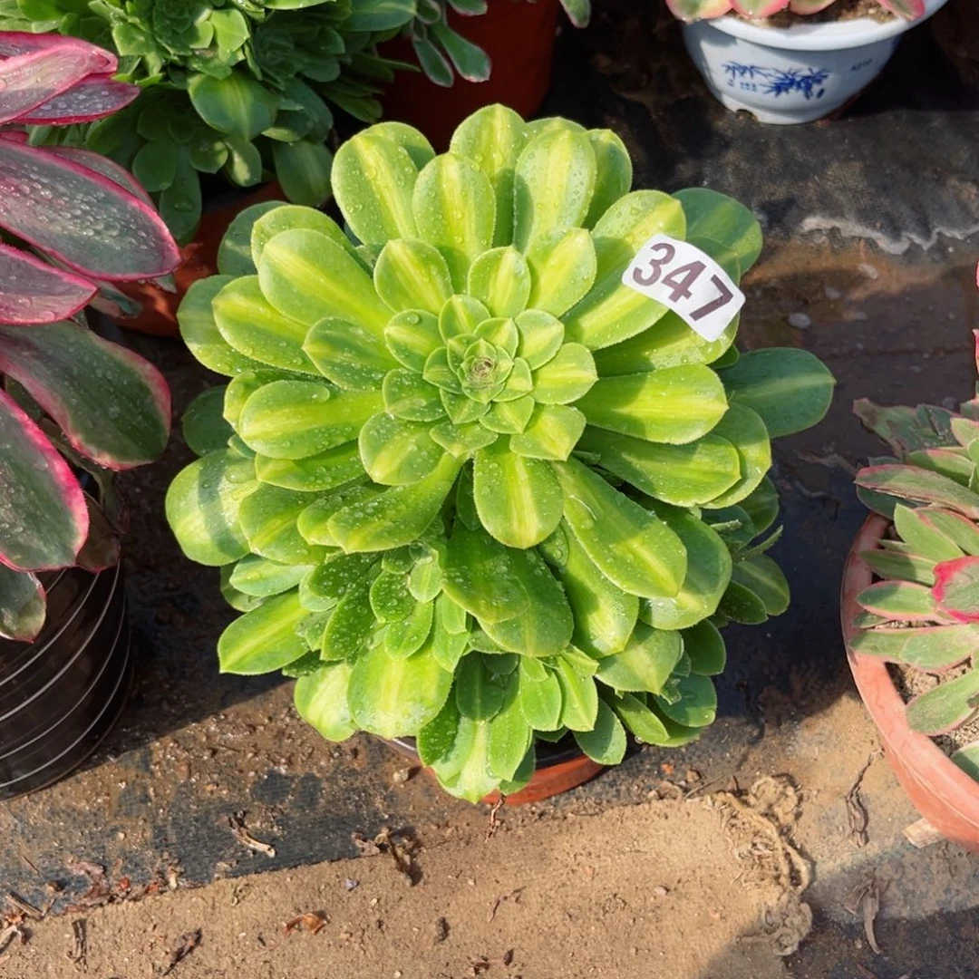 347翡翠琉璃多肉法师量