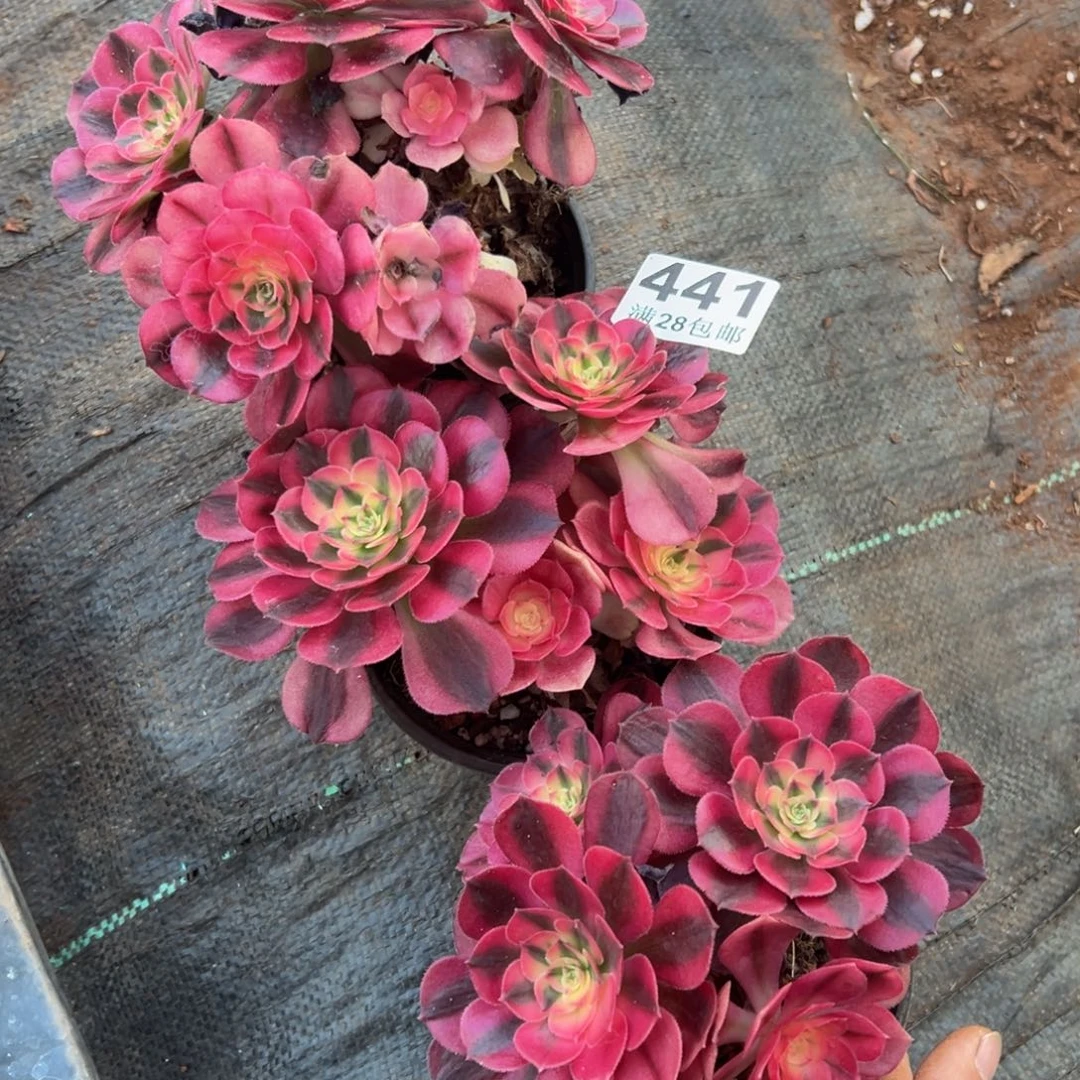 多肉植物441三颗小荔枝无售后