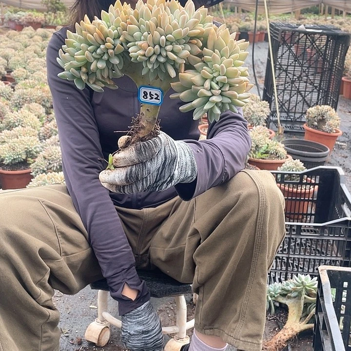 如***好852 淡雪缀一物一拍