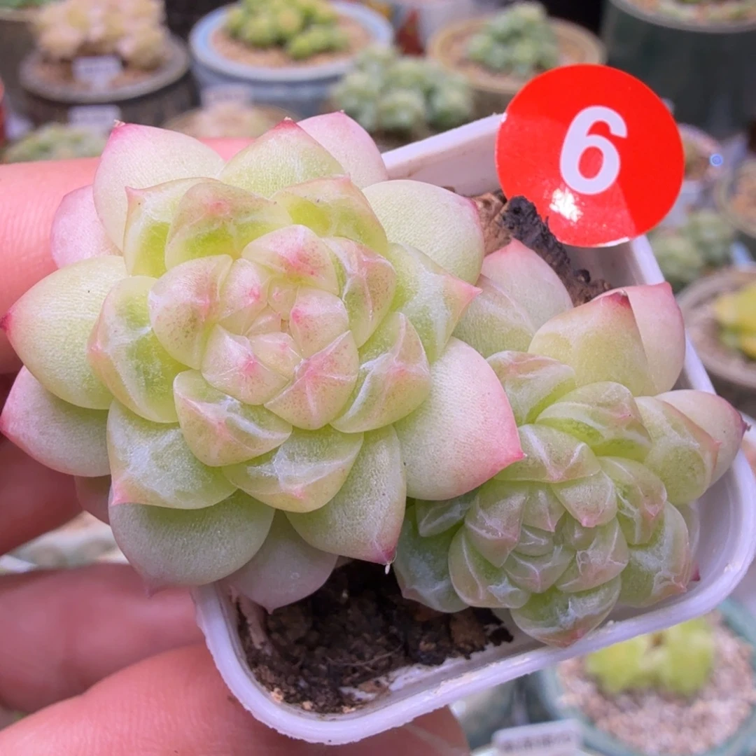 6号双头不知名个体一物一拍