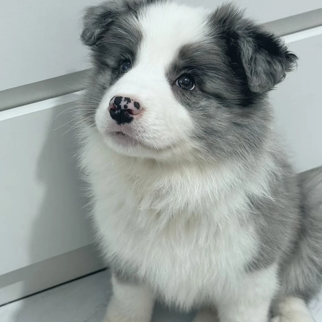 精品可爱活体狗狗宠物