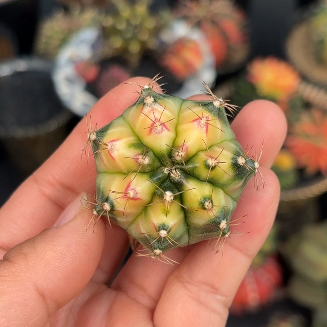 泰系米哈实生穹顶618