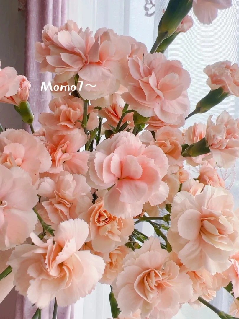 婵之语优选 莫 言 康 乃 馨
