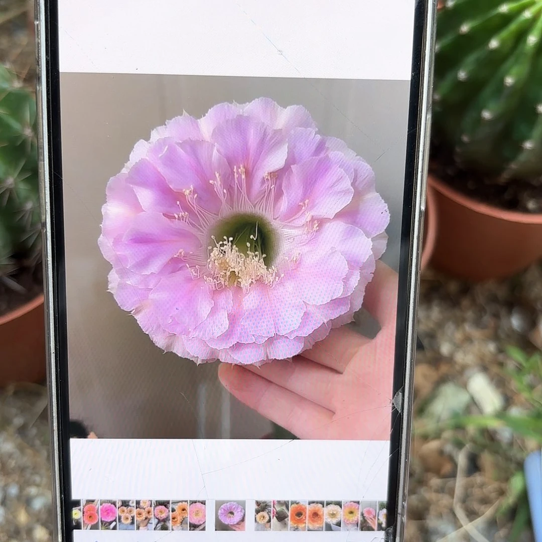 彩草1-33号7公分左右