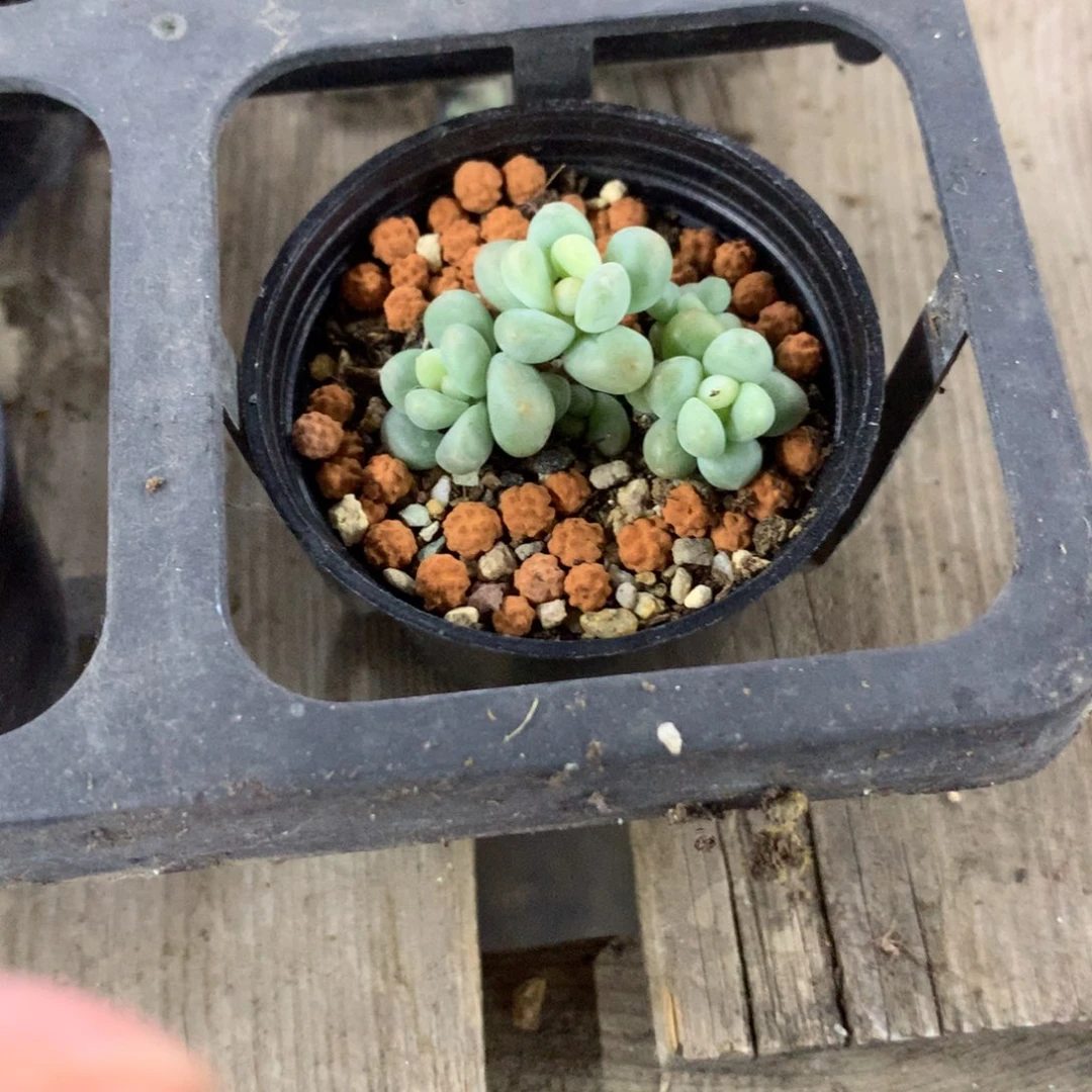 萤火虫奶酪多头萤火虫
