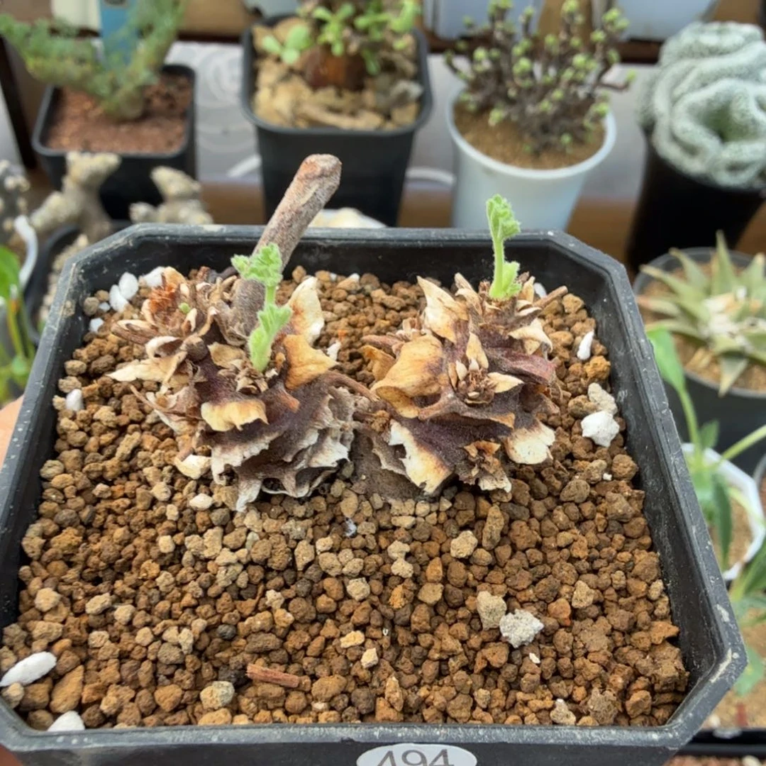 松果洋葵494仙人掌