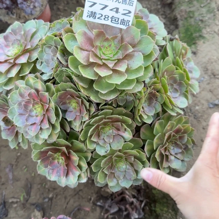 暗***来7742二号棚万圣节C