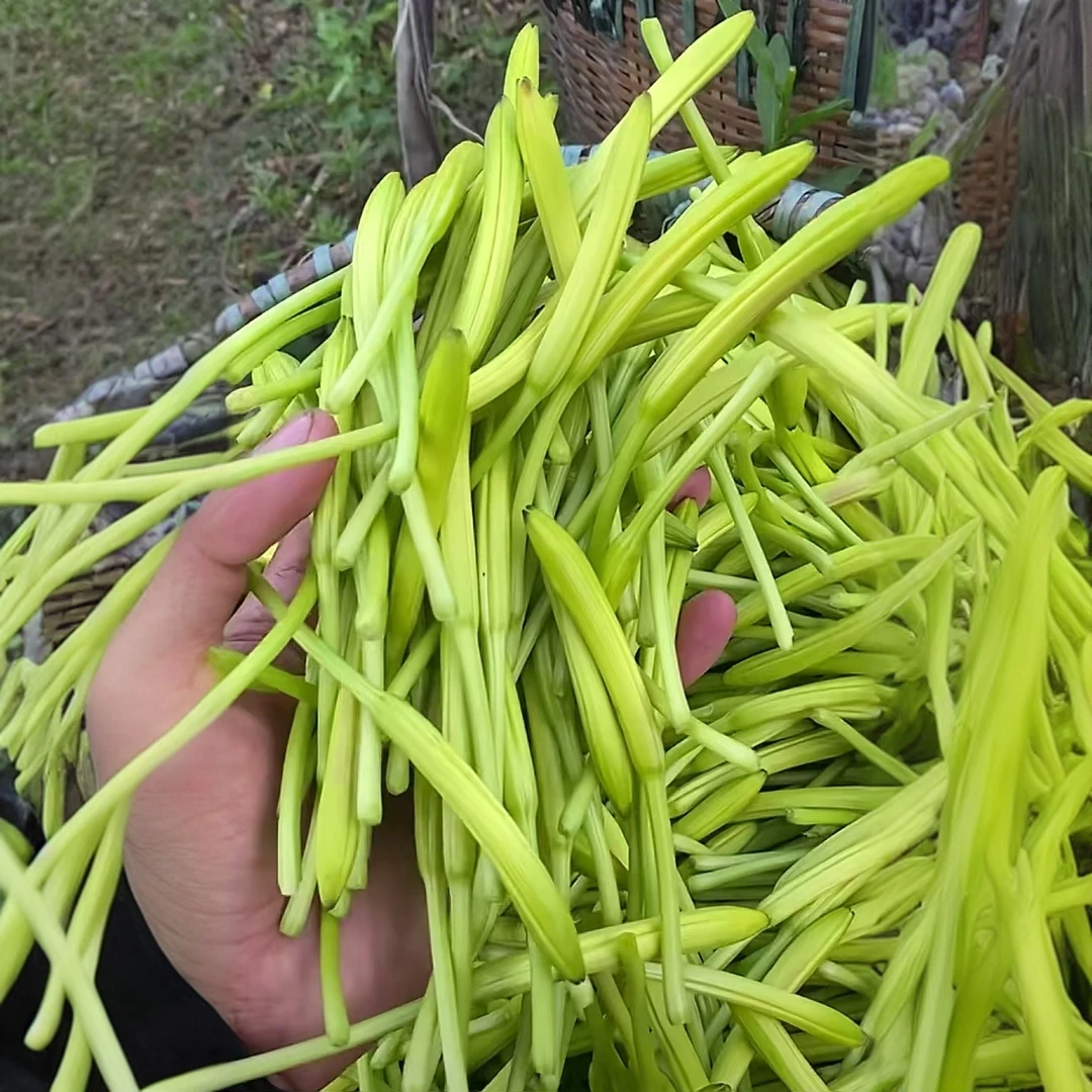 【金针黄花菜种子】四季种植盆栽地栽阳台小院种植