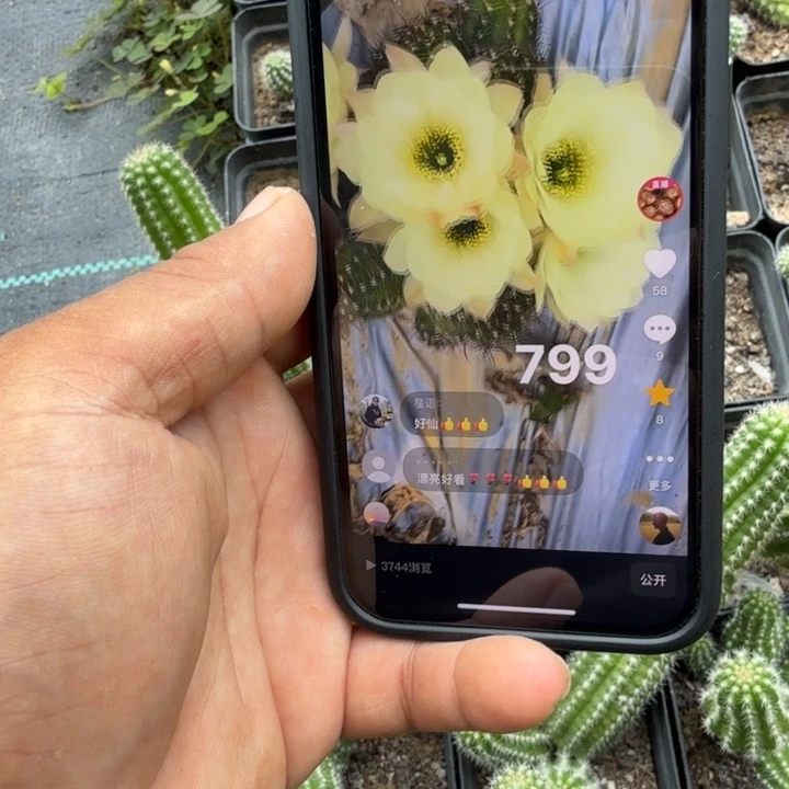 白檀仙人掌799侧芽一个