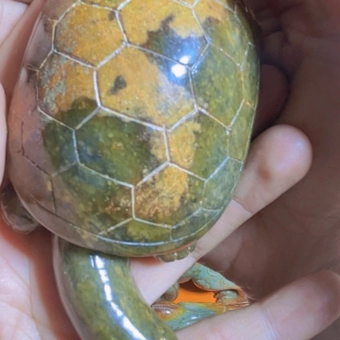 和田玉（糖玉）未镶嵌挂件扮**虎