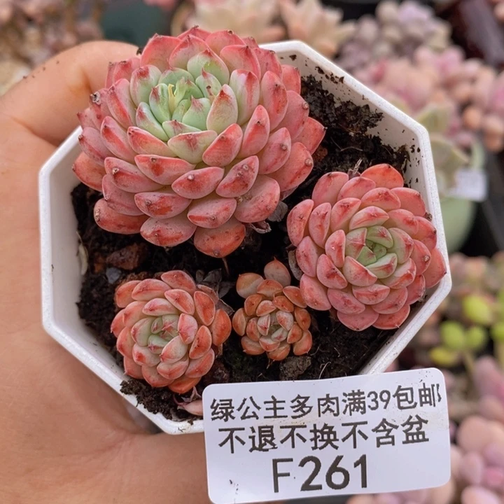 绿钻散拼261多肉植物