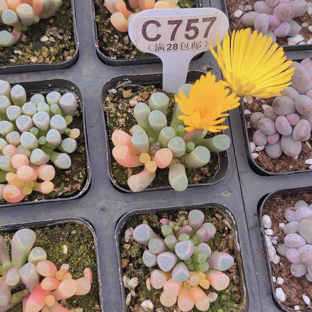 C757五十领域锦一物一拍