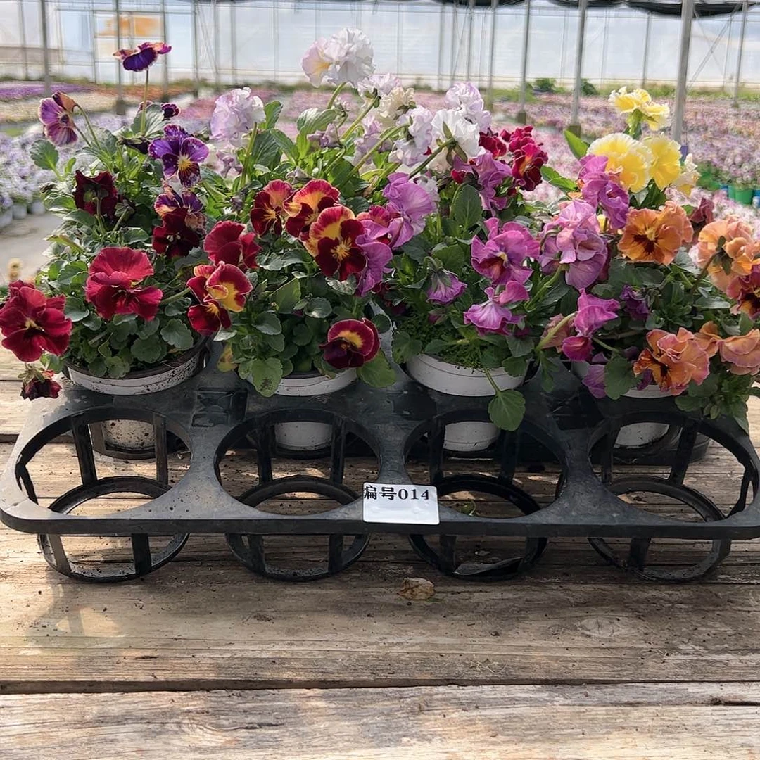 【闪购商品】014号