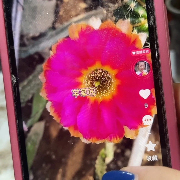 修谱住嫁接霞光丽花