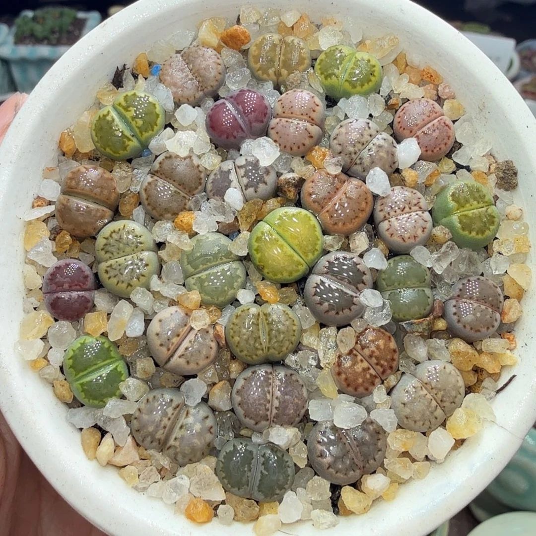 多肉植物开播福利冲冲670