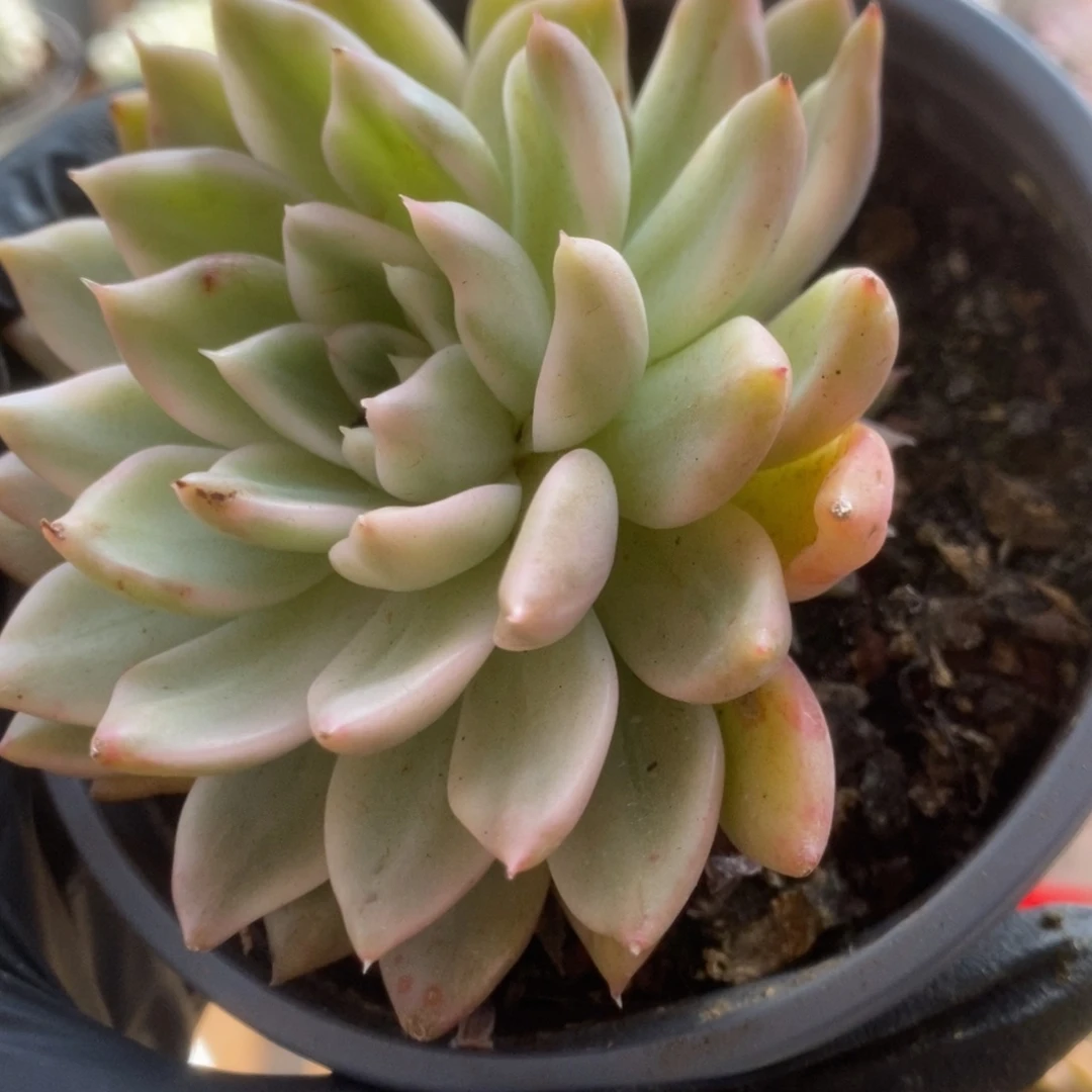 233东云杂锦锦锦锦锦