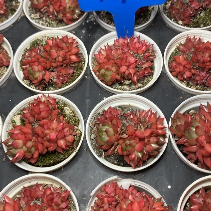 a91红酒桃群生带盆