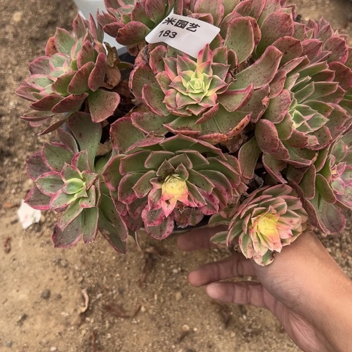 玉芙蓉多肉植物183